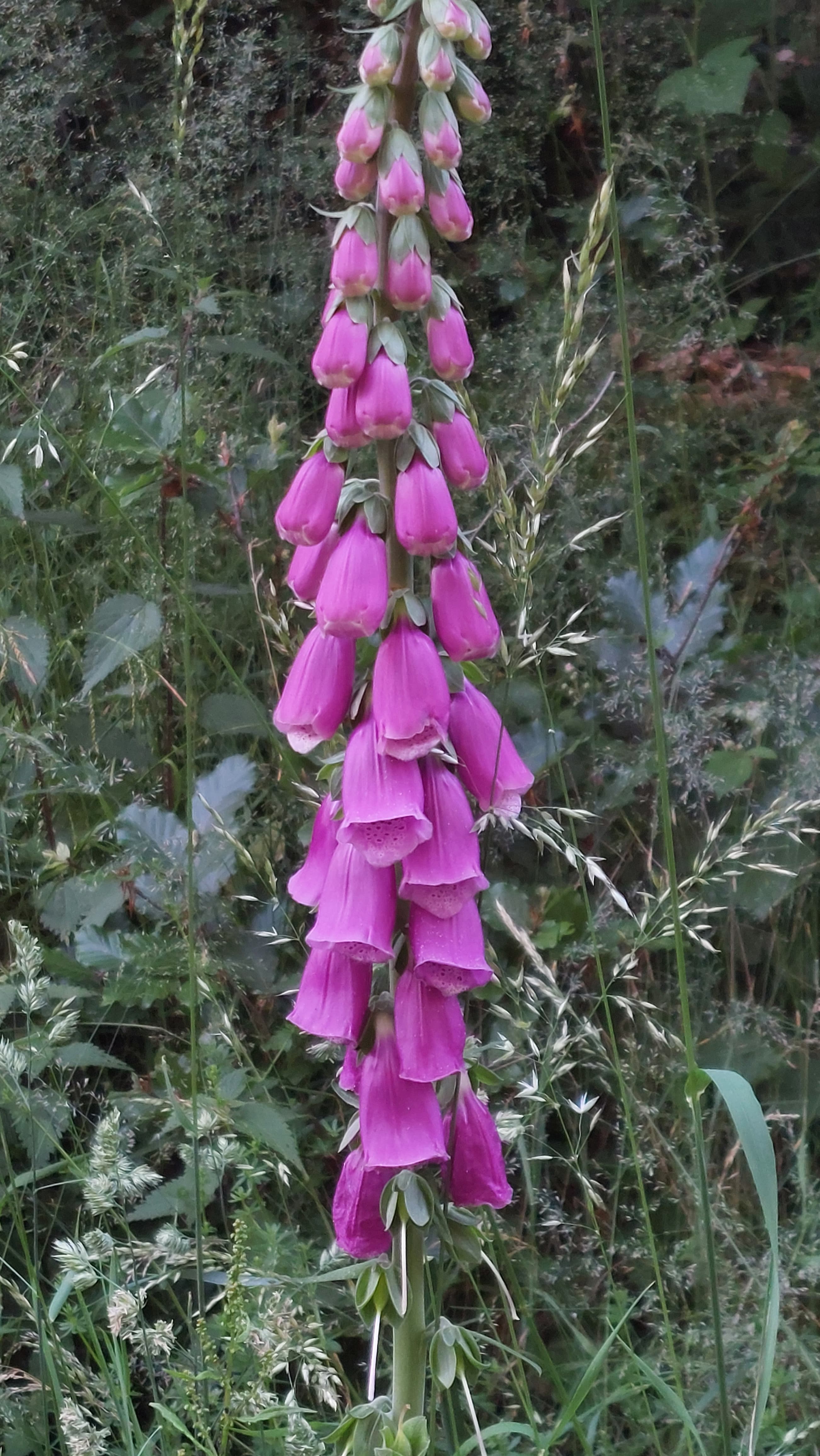 Red Foxglove, Daisbach